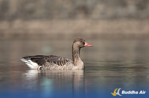 Greylag Goose